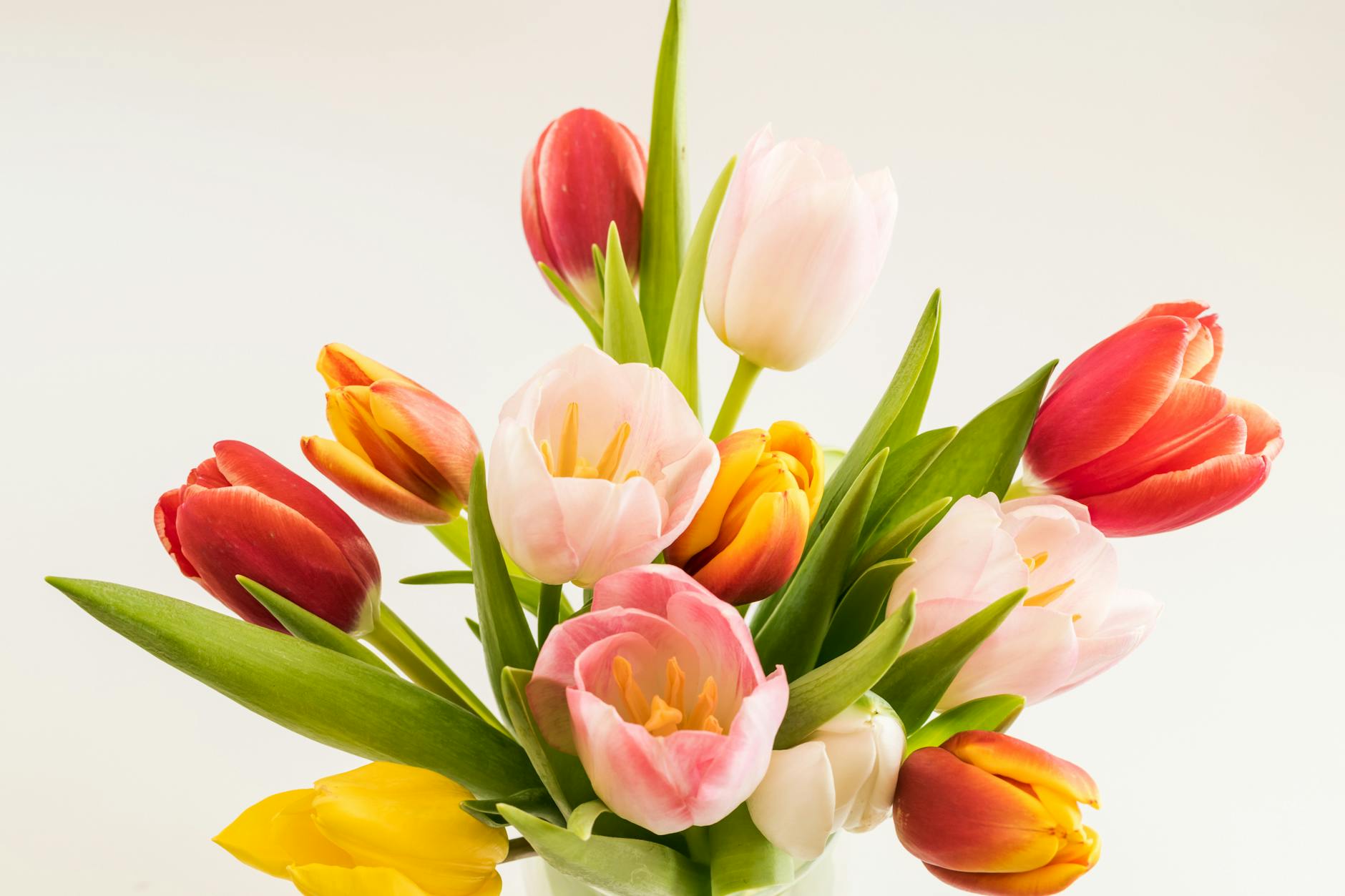 red and pink tulip flowers