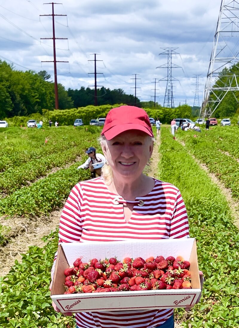 PICKING STRAWBERRIES IN BOWDOINHAM, MAINE